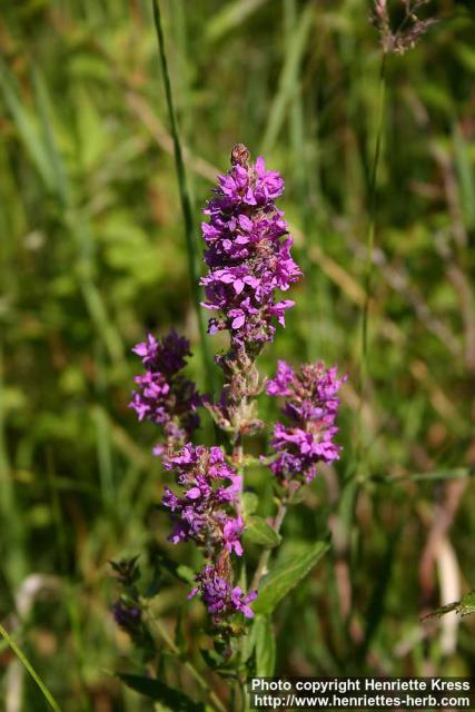 Photo: Lythrum salicaria 15.