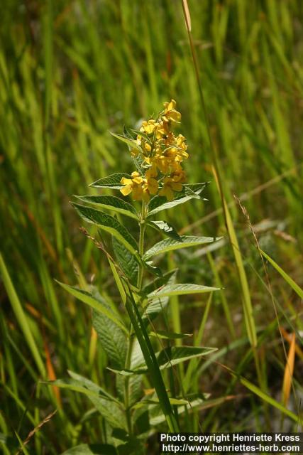 Photo: Lysimachia vulgaris 2.