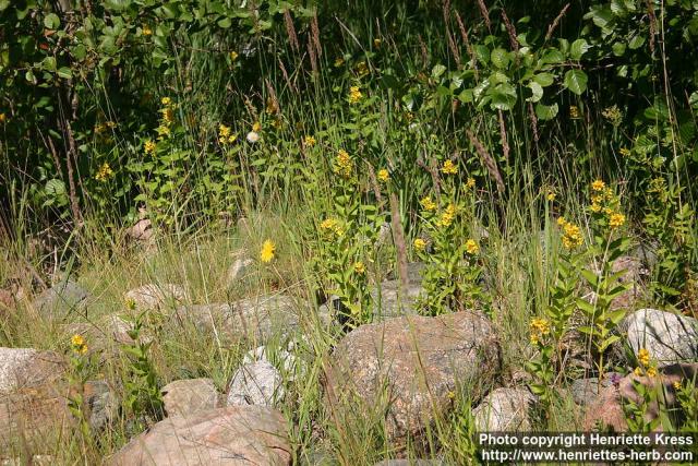 Photo: Lysimachia vulgaris 5.