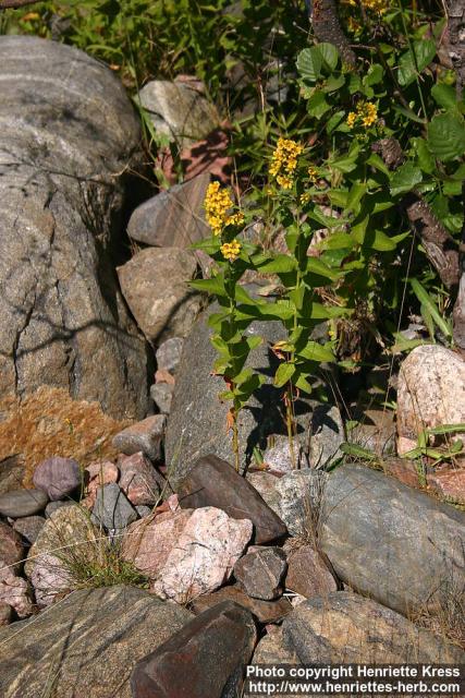 Photo: Lysimachia vulgaris 3.