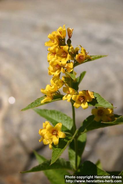 Photo: Lysimachia vulgaris 4.