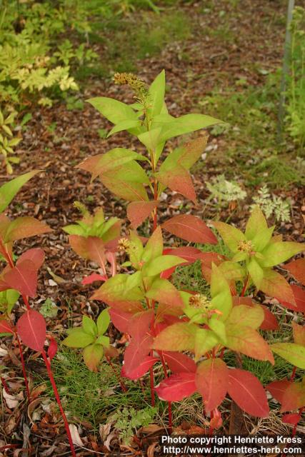 Photo: Lysimachia barystachys.