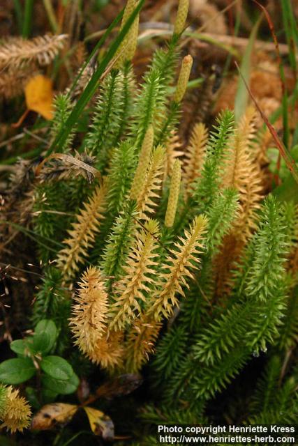 Photo: Lycopodium annotinum 5.