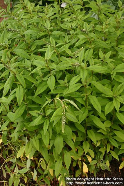 Photo: Lysimachia clethroides.