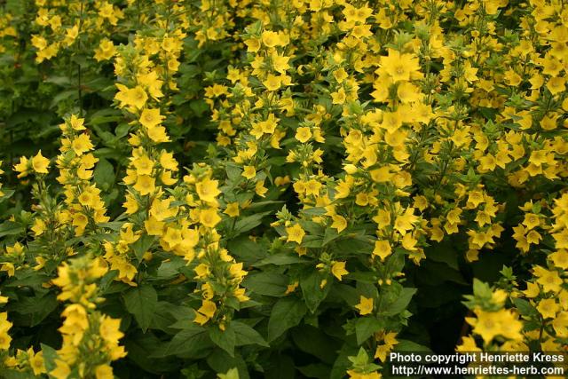 Photo: Lysimachia punctata 2.