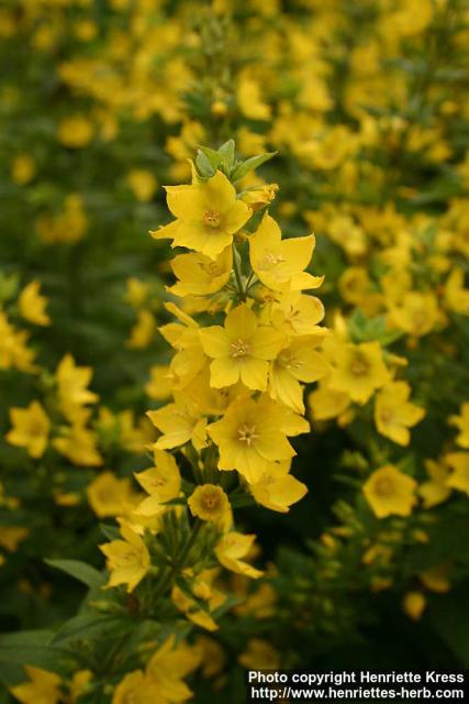 Photo: Lysimachia punctata 4.