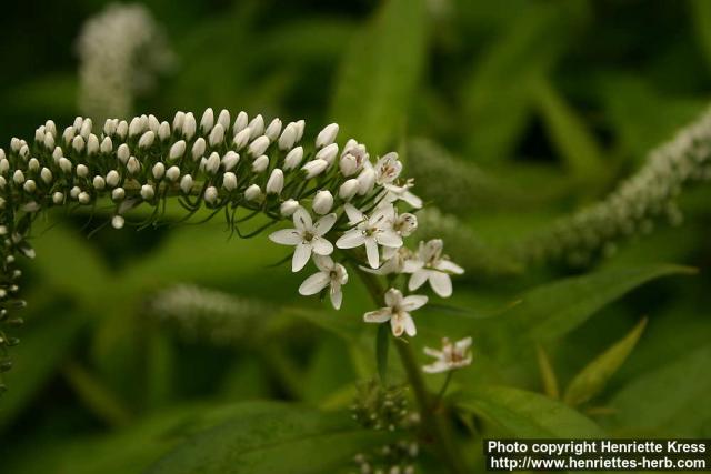 Photo: Lysimachia clethroides 3.