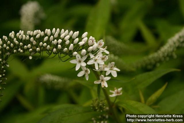 Photo: Lysimachia clethroides 3.