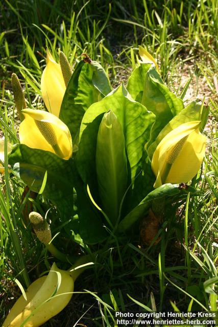 Photo: Lysichiton americanus 14.