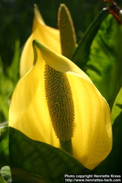 Photo: Lysichiton americanus 15.