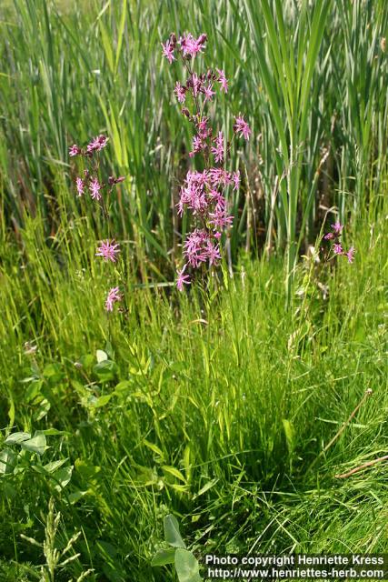 Photo: Lychnis flos cuculi 3.