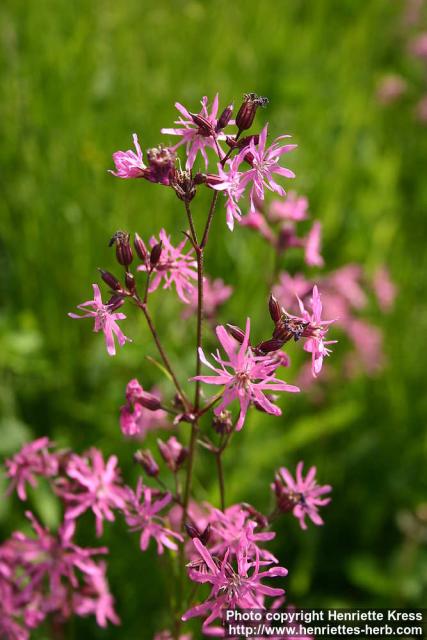 Photo: Lychnis flos cuculi 5.