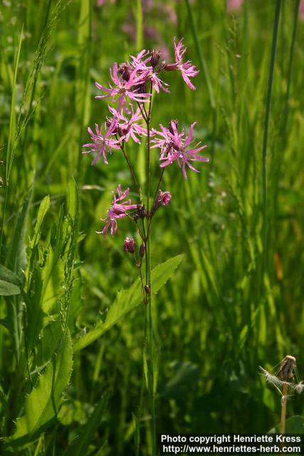 Photo: Lychnis flos cuculi 6.