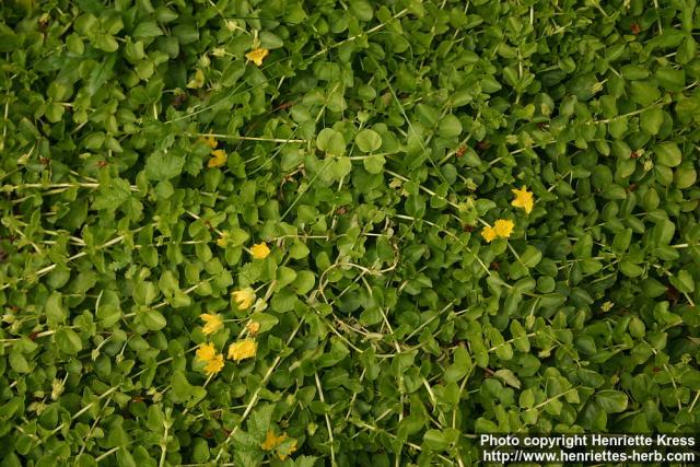 Photo: Lysimachia nummularia 3.