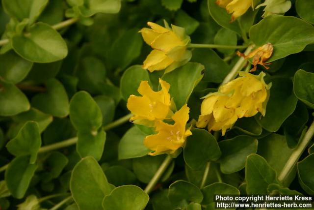 Photo: Lysimachia nummularia 4.