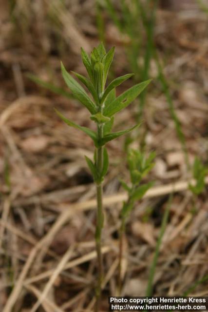 Photo: Lysimachia vulgaris 09.