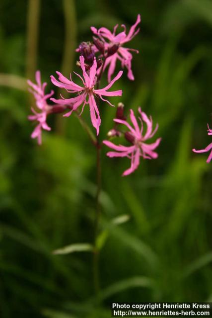 Photo: Lychnis flos-cuculi 9.