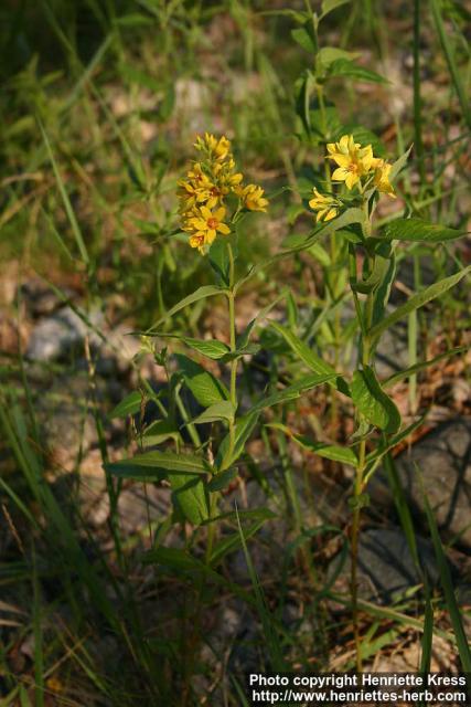 Photo: Lysimachia vulgaris 11.