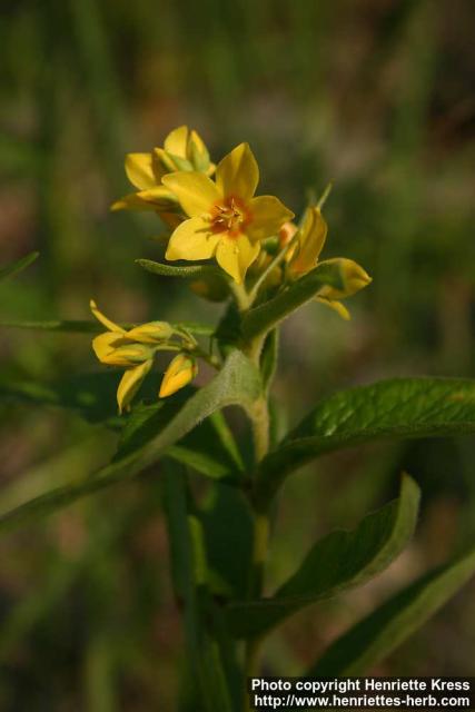 Photo: Lysimachia vulgaris 12.