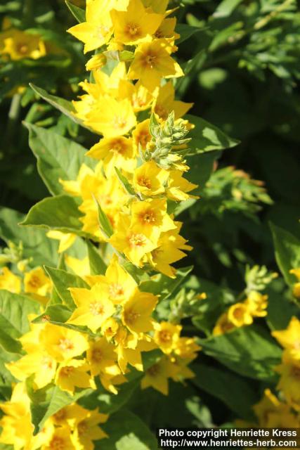 Photo: Lysimachia punctata 6.