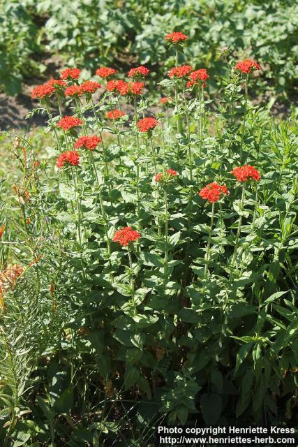 Photo: Lychnis chalcedonica 0.