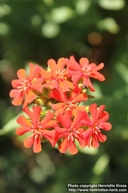 Photo: Lychnis chalcedonica 3.