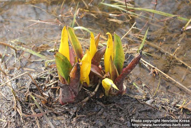 Photo: Lysichiton americanus 16.