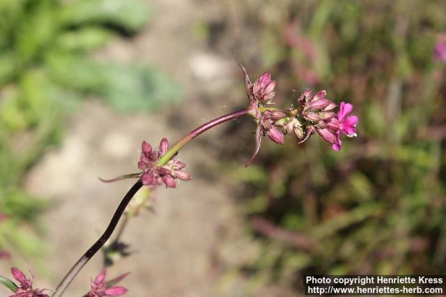 Photo: Lychnis viscaria 7.