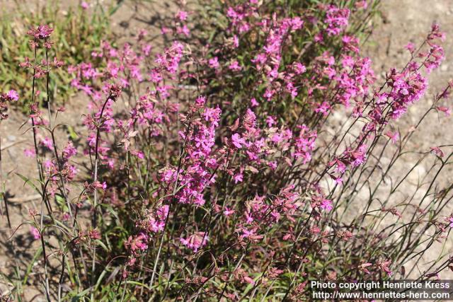 Photo: Lychnis viscaria 9.