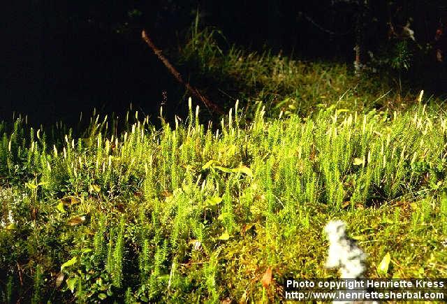 Photo: Lycopodium annotinum 3.