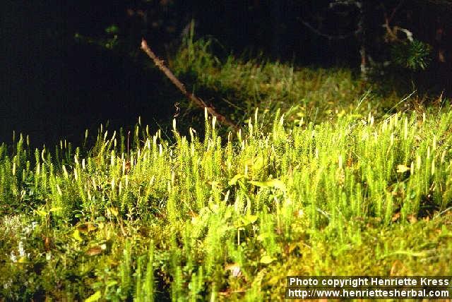 Photo: Lycopodium annotinum 4.