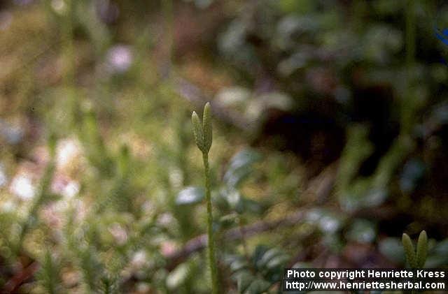 Photo: Lycopodium clavatum 1.