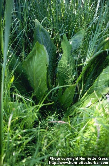 Photo: Lysichiton americanus 3.