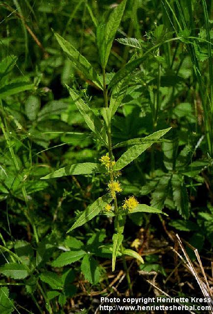 Photo: Lysimachia thyrsiflora 1.