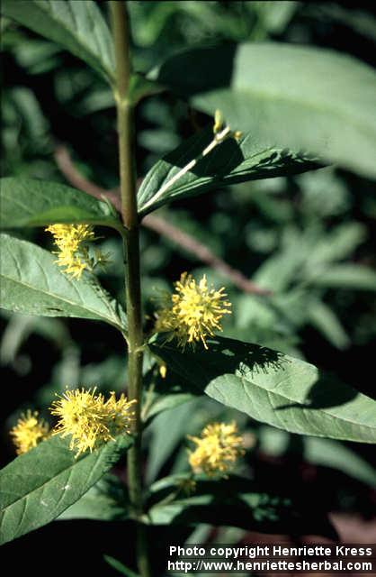 Photo: Lysimachia thyrsiflora 2.