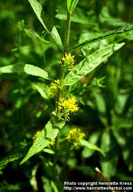 Photo: Lysimachia thyrsiflora.