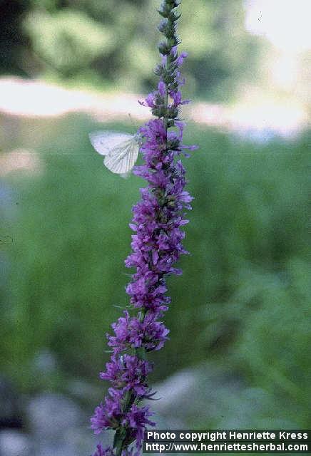 Photo: Lythrum salicaria 1.