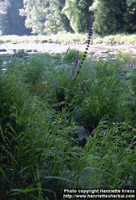 Photo: Lythrum salicaria.