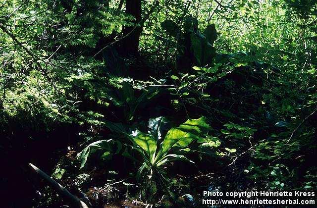 Photo: Lysichiton americanus.