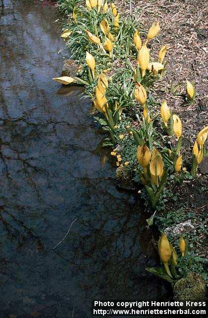 Photo: Lysichiton americanus 2.