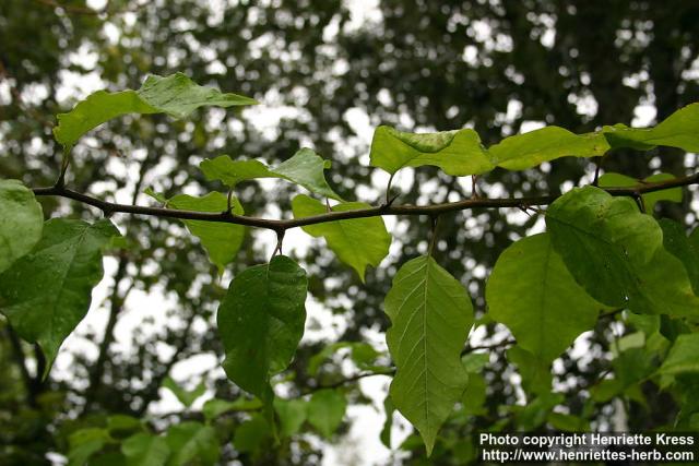 Photo: Maclura pomifera 1.