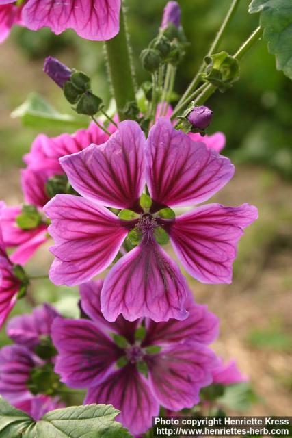 Photo: Malva sylvestris 9.