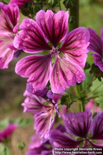 Photo: Malva sylvestris 10.