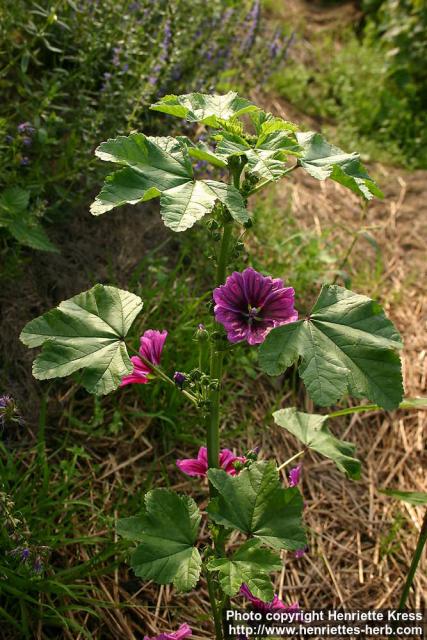 Photo: Malva sylvestris 11.