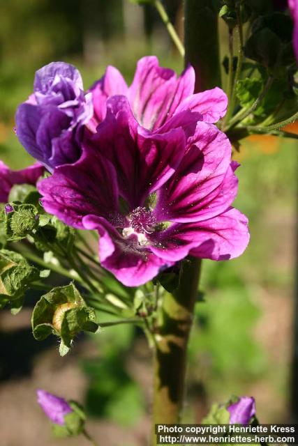 Photo: Malva sylvestris 13.