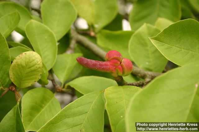 Photo: Magnolia kobus.