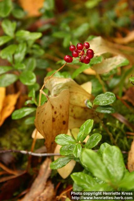 Photo: Maianthemum bifolium 4.