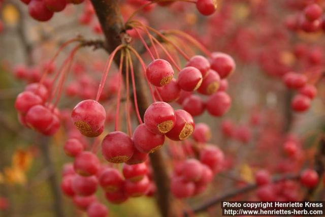 Photo: Malus toringo.