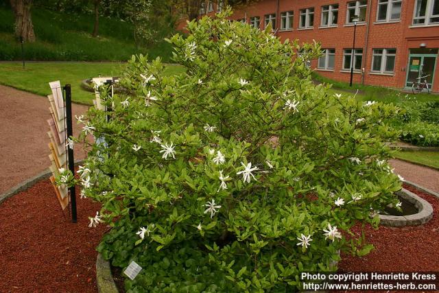 Photo: Magnolia stellata 2.