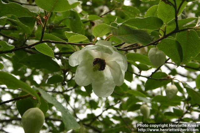 Photo: Magnolia wilsonii.